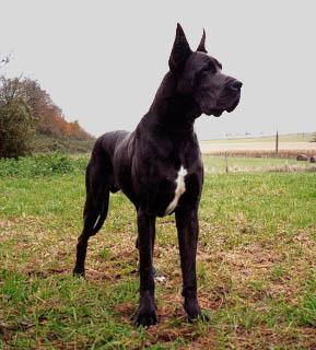 Ch Night Blue Des Landes Du Chatenet