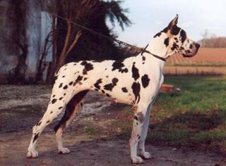 Ch Diwana Des Terres De La Rairie