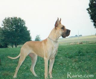 Heliantha Des Terres De La Rairie