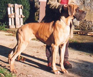 Nana Des Terres De La Rairie