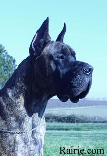 Ch Oneal Des Terres De La Rairie