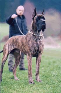 Ch Oneal Des Terres De La Rairie