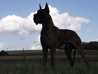 Ch Oneal Des Terres De La Rairie