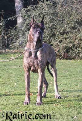 Ch Oneal Des Terres De La Rairie