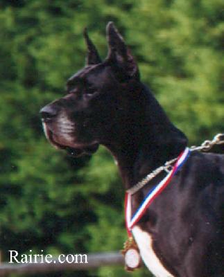 Ch Or Noir Des Terres De La Rairie