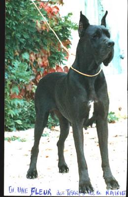 Ch Une Fleur Des Terres De La Rairie