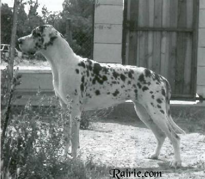 Perlane Dog Lome
