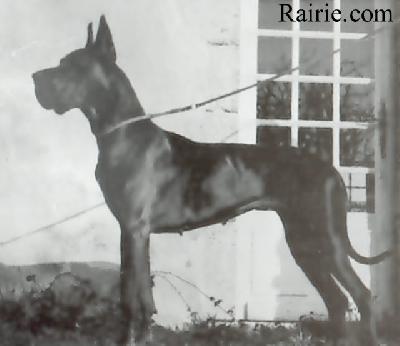 Ch Puppy Du Clos Templerie