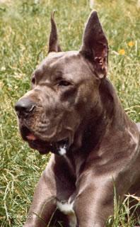 Ch Puppy Du Clos Templerie