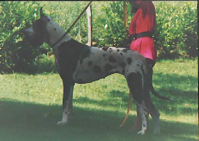 Galice Du Doguin Dela Nive