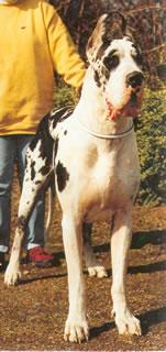Giacomo Imperial