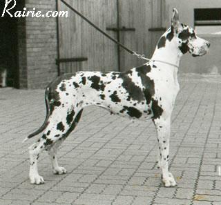 Ch Lady Imperial