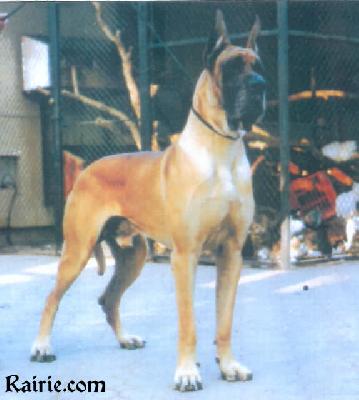 Ch Unanno-f Indios Dellarmida