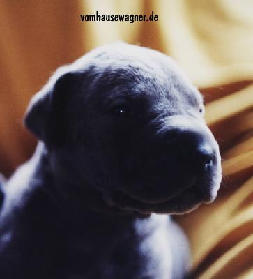Caroline Vom Hause Wagner