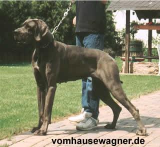 Celine Vom Hause Wagner