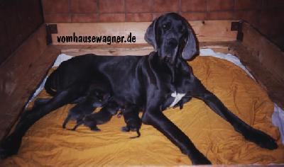 Dominique Vom Hause Wagner