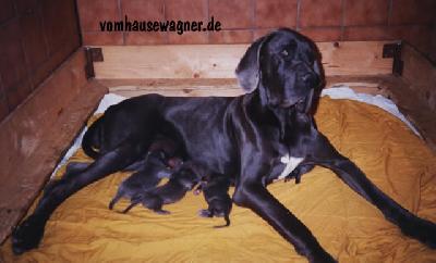 Dominique Vom Hause Wagner