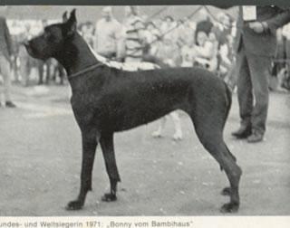 Ch Bonny Von Bambihaus