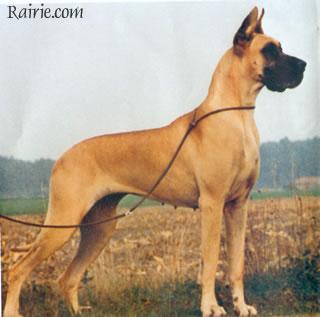 Ch Lady Von Beelen