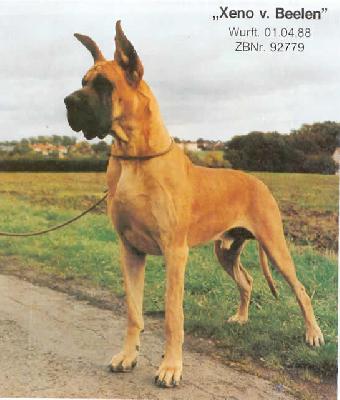 Ch Xeno Von Beelen