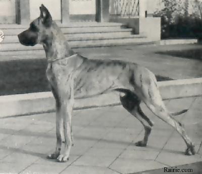 Dux Von Dusseldorf