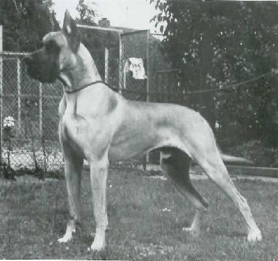 Elgo Von Ferndorftal