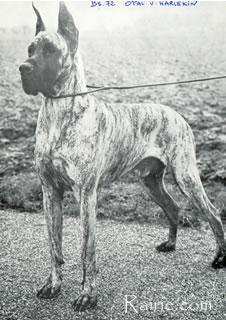 Opal Von Harlekin
