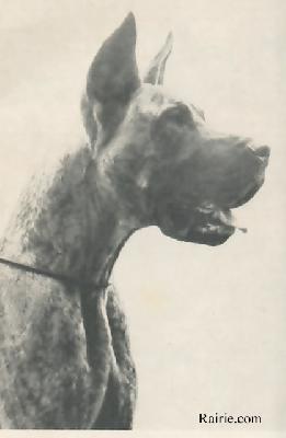 Panther Von Harlekin