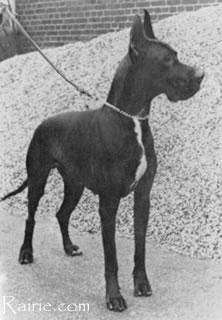 Xar Von Harlekin