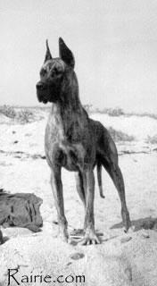 Ch Zinga Von Kuerenberg