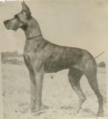 Ch Valeska Von Schloss Dellwig