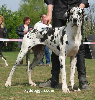 Cinderella Bocca D Tigre