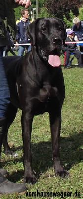 Xsina Vom Hause Wagner