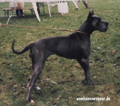Lizzy Dochretolievaltt