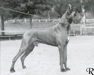 Ch Horace Dochretolievaltt