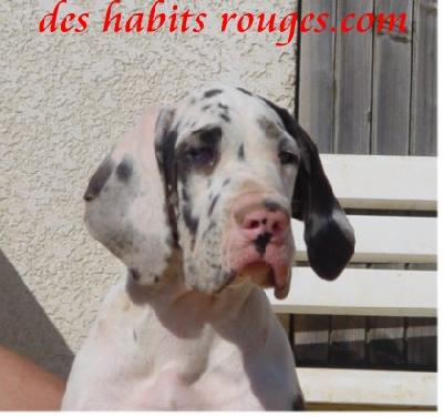 Sean Connery Des Habits Rouges