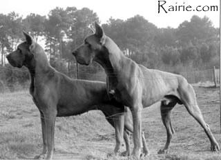 Frenchie De La Chatellerie