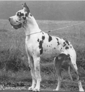Pascha Von Maverick