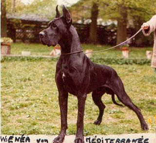 Ch Enea Von Mediterranee