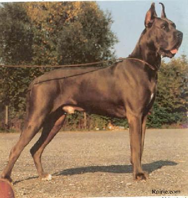 Zisko Von Der Burghalde