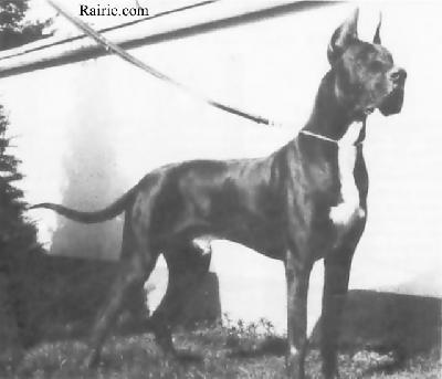 Lucky Von Harlekin