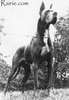 Ch Blueboy Von Hause Istra