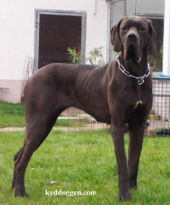 Una Eifelgold