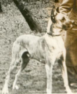 Cyrus Maestoso