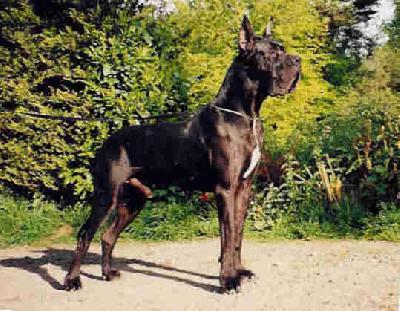 Ch Paco De Montbreuil