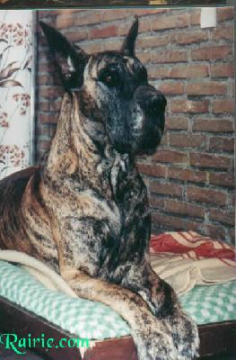 Kalif Van Wizana