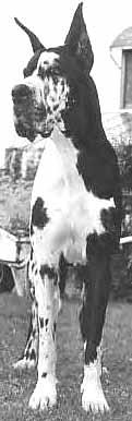 Julius Diskandar