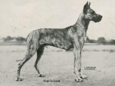 Ingo Doggensport