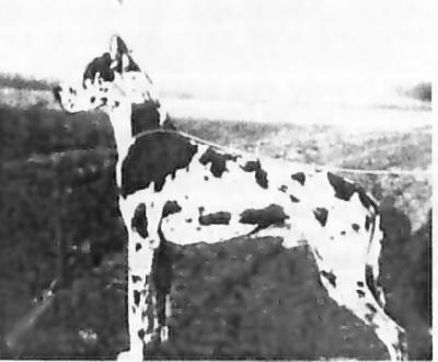 Jagla Moguntia