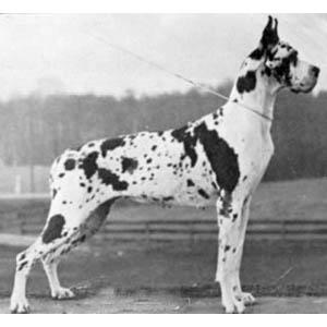 Ch Quasi Imperial